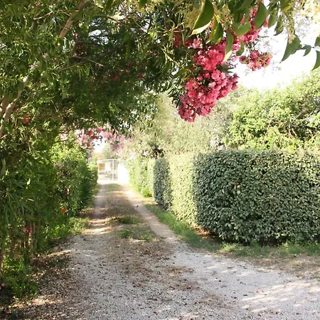 Cortese سورسو
